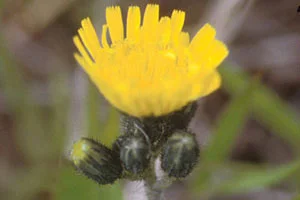 Tall Hawkweed