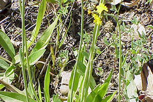 Yellow Devil Hawkweed