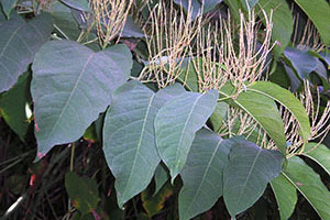 Bohemian Knotweed