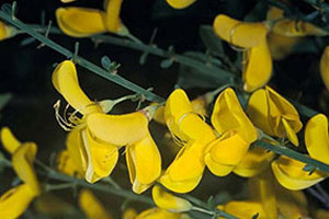 Scotch Broom