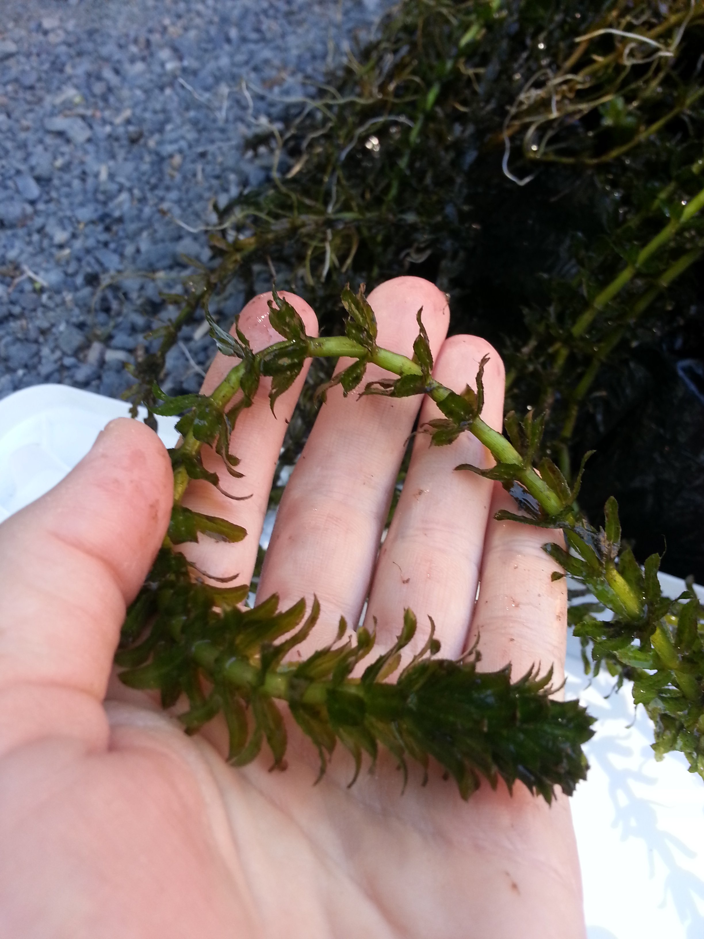 Hydrilla