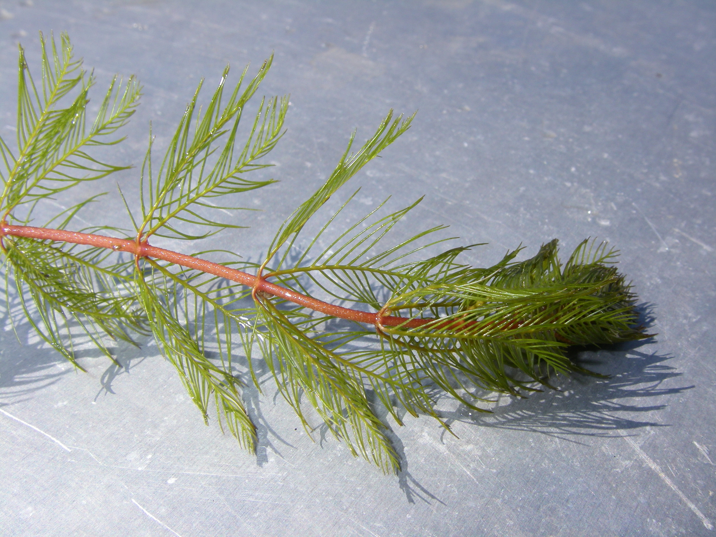 Eurasian Watermilfoil