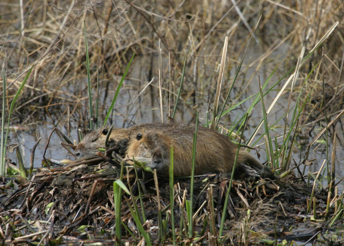 Nutria