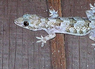 Mediterranean Gecko