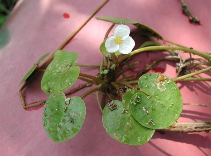 Common/European Frogbit