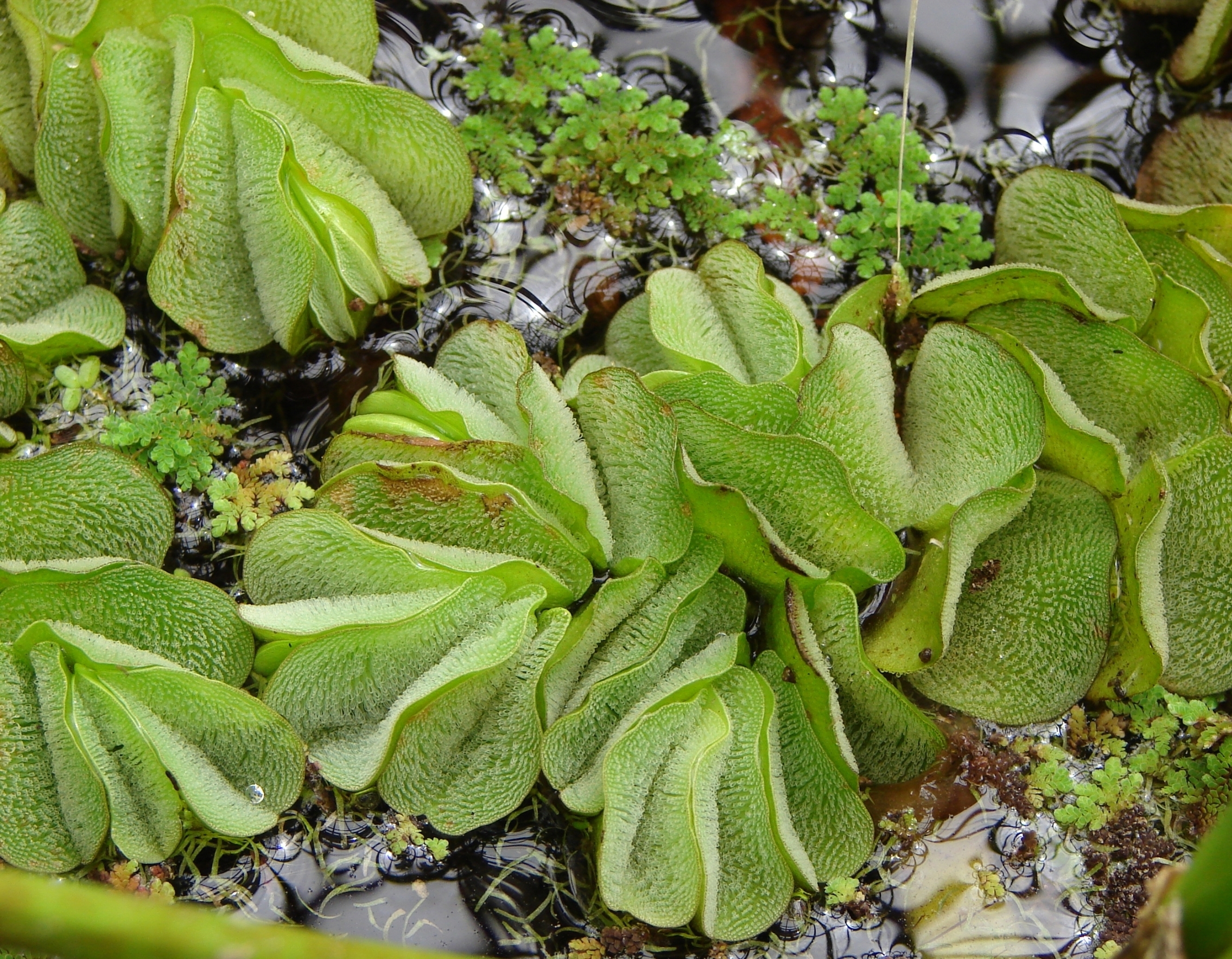 Giant Salvinia