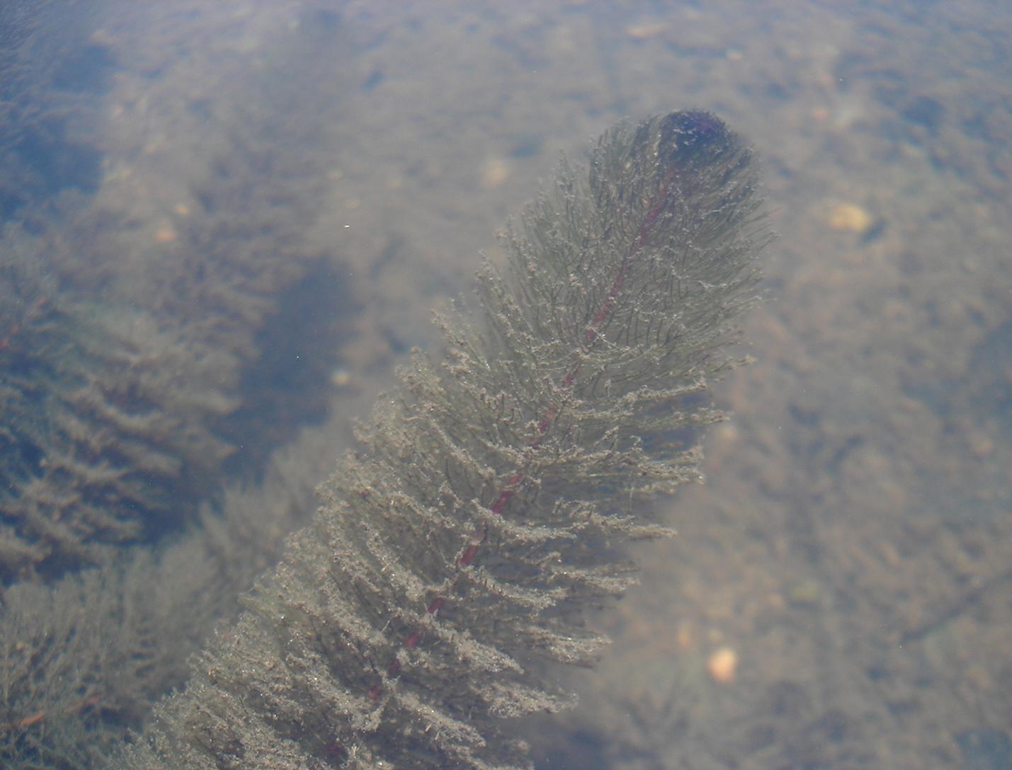 Variable-Leaf-Milfoil