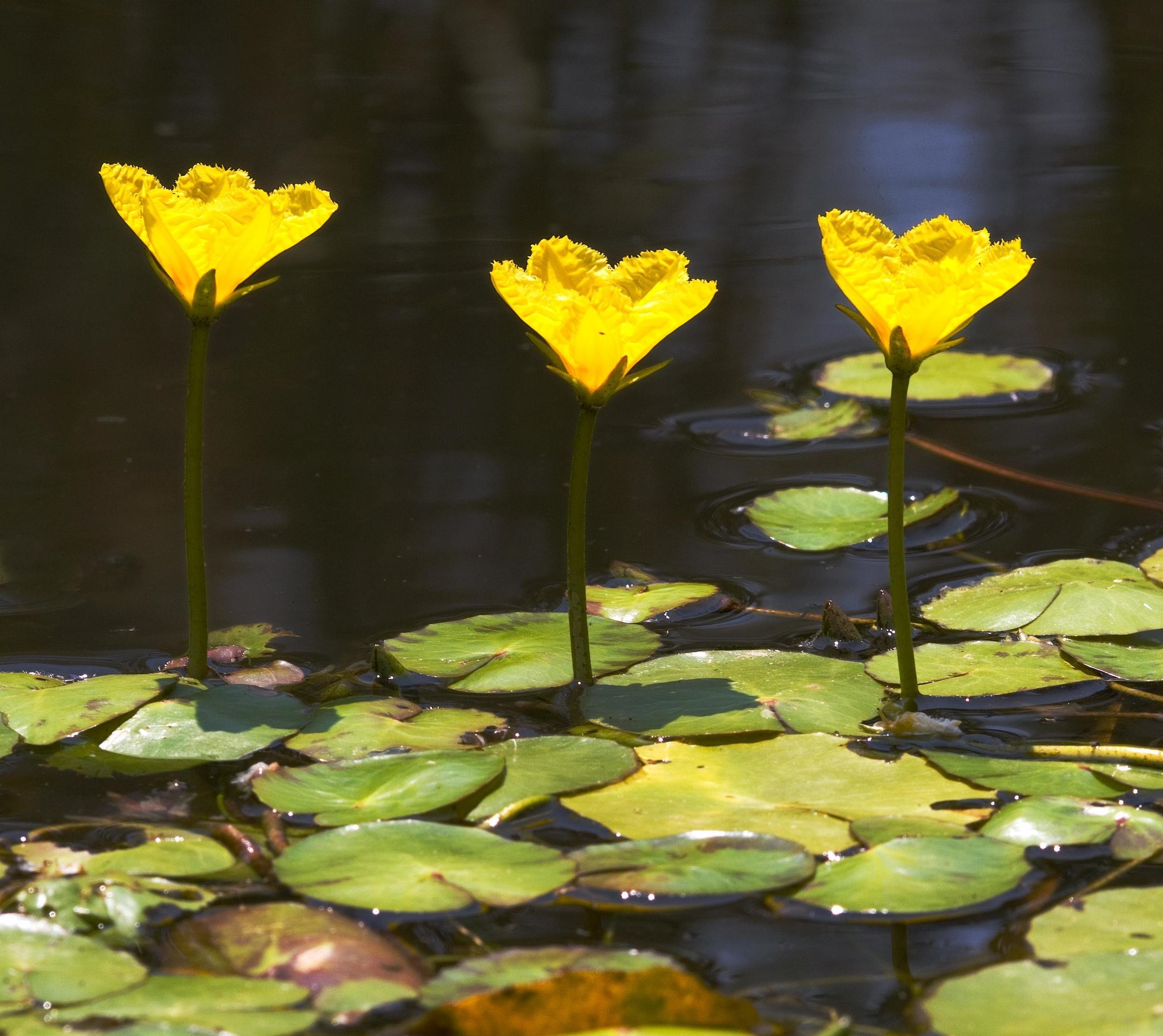 Yellow Floating Heart