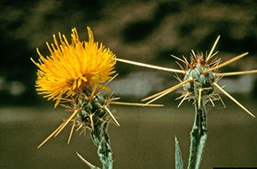 Yellow Starthistle