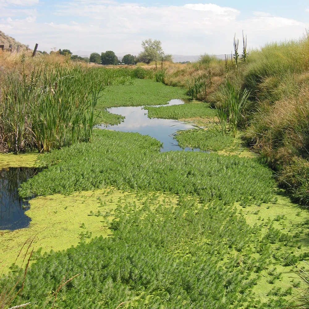 Why It Matters Invasive Species Of Idaho why-it-matters-invasive-species-of-idaho