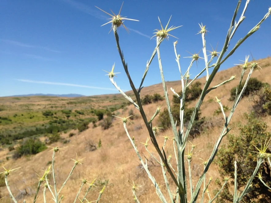 Cooperative Weed Management Area Invasive Species Of Idaho cooperative-weed-management-area-invasive-species-of-idaho