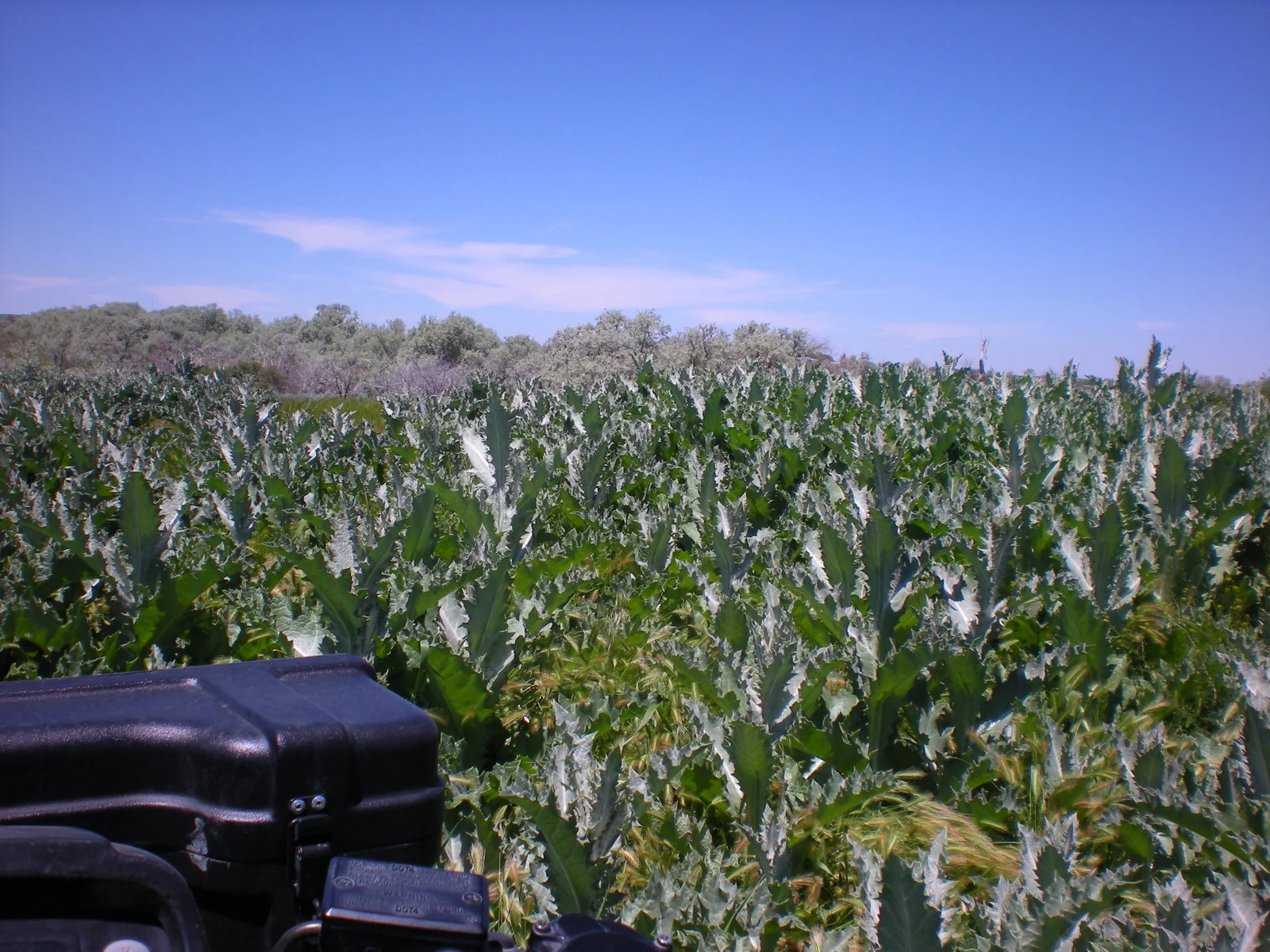Cooperative Weed Management Area — Invasive Species of Idaho