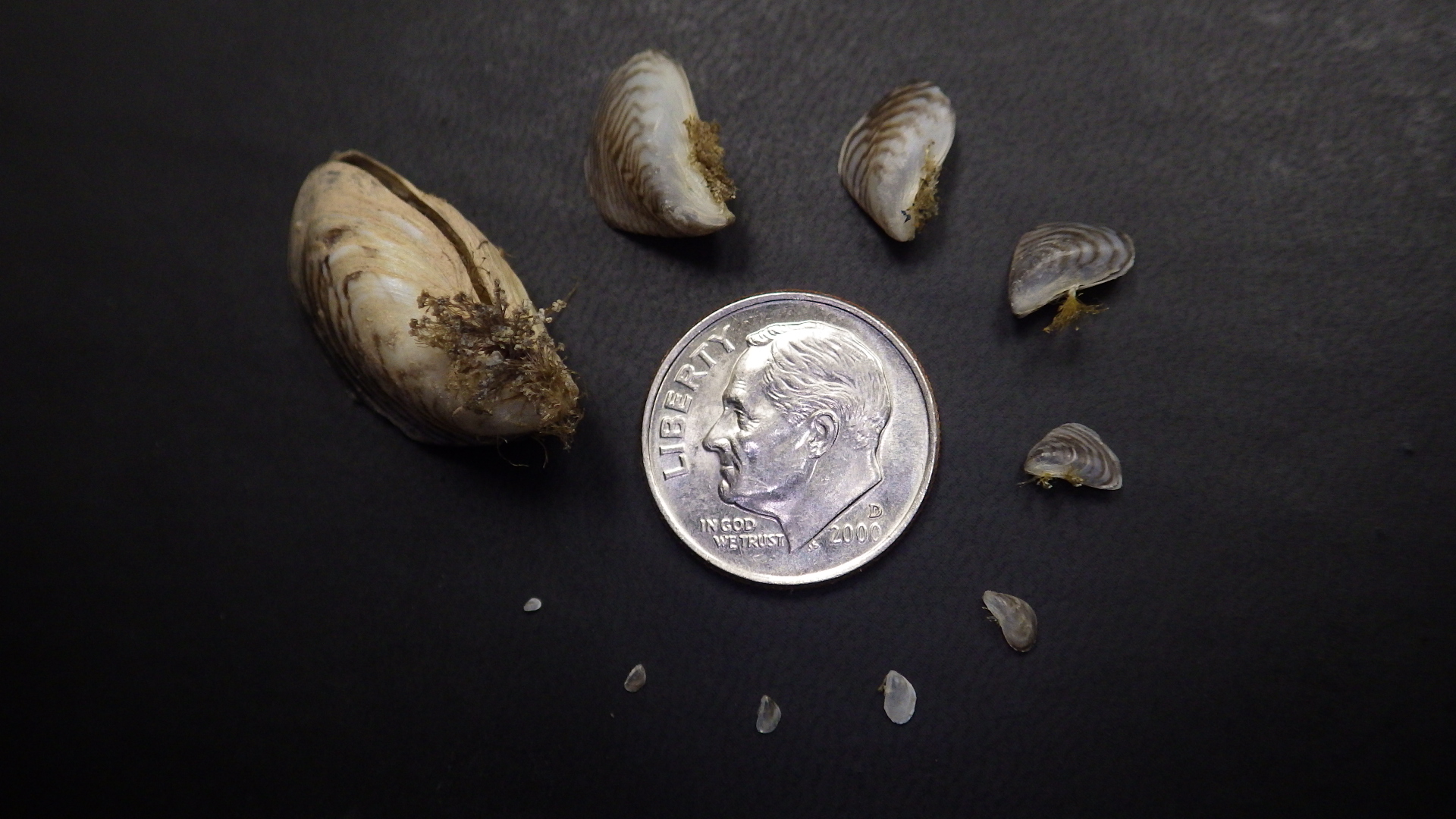These mussels were found attached to a used vessel sold at auction in Las Vegas.