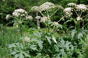 Giant Hogweed