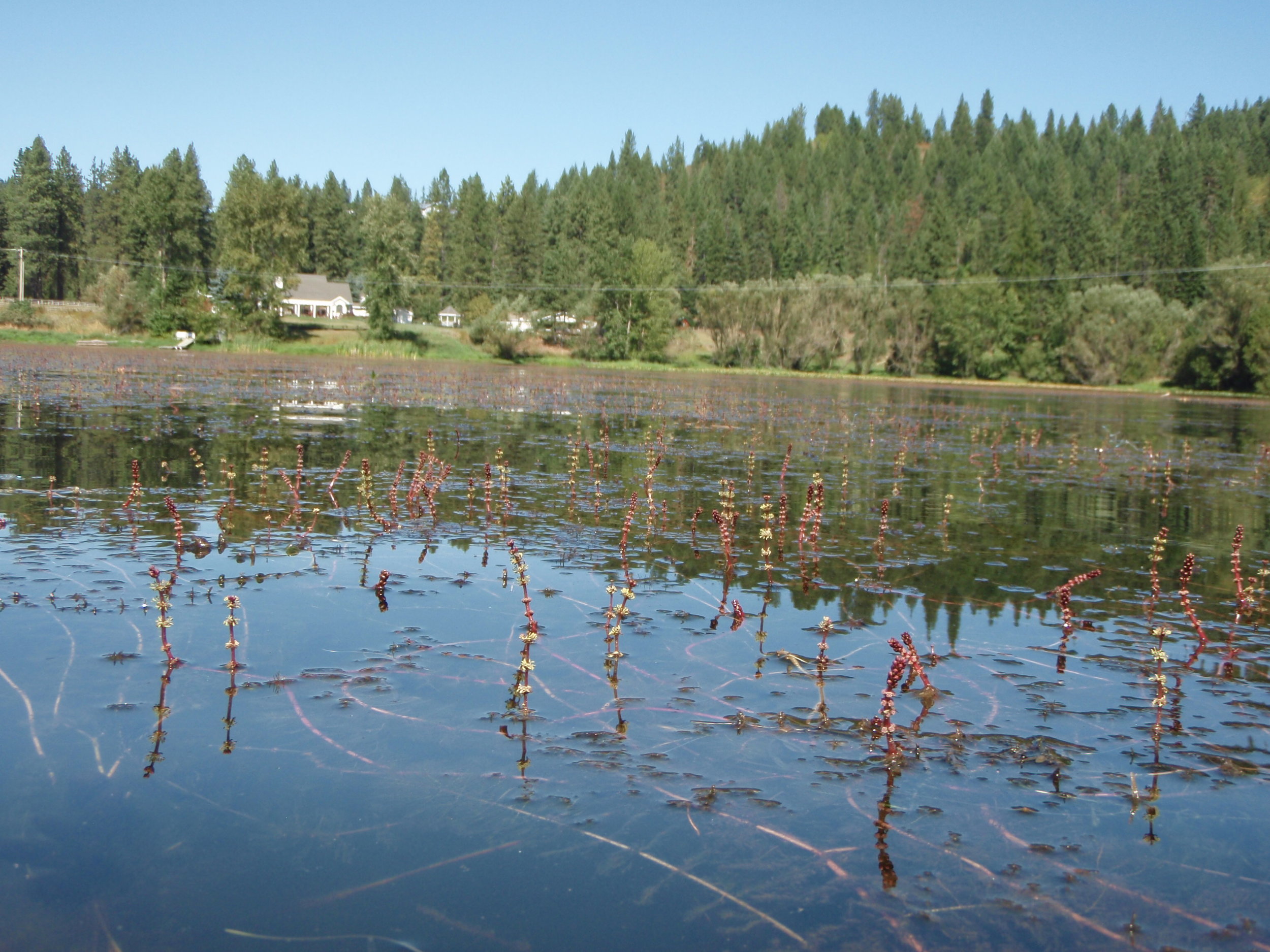 Eurasian Watermilfoil — Invasive Species of Idaho