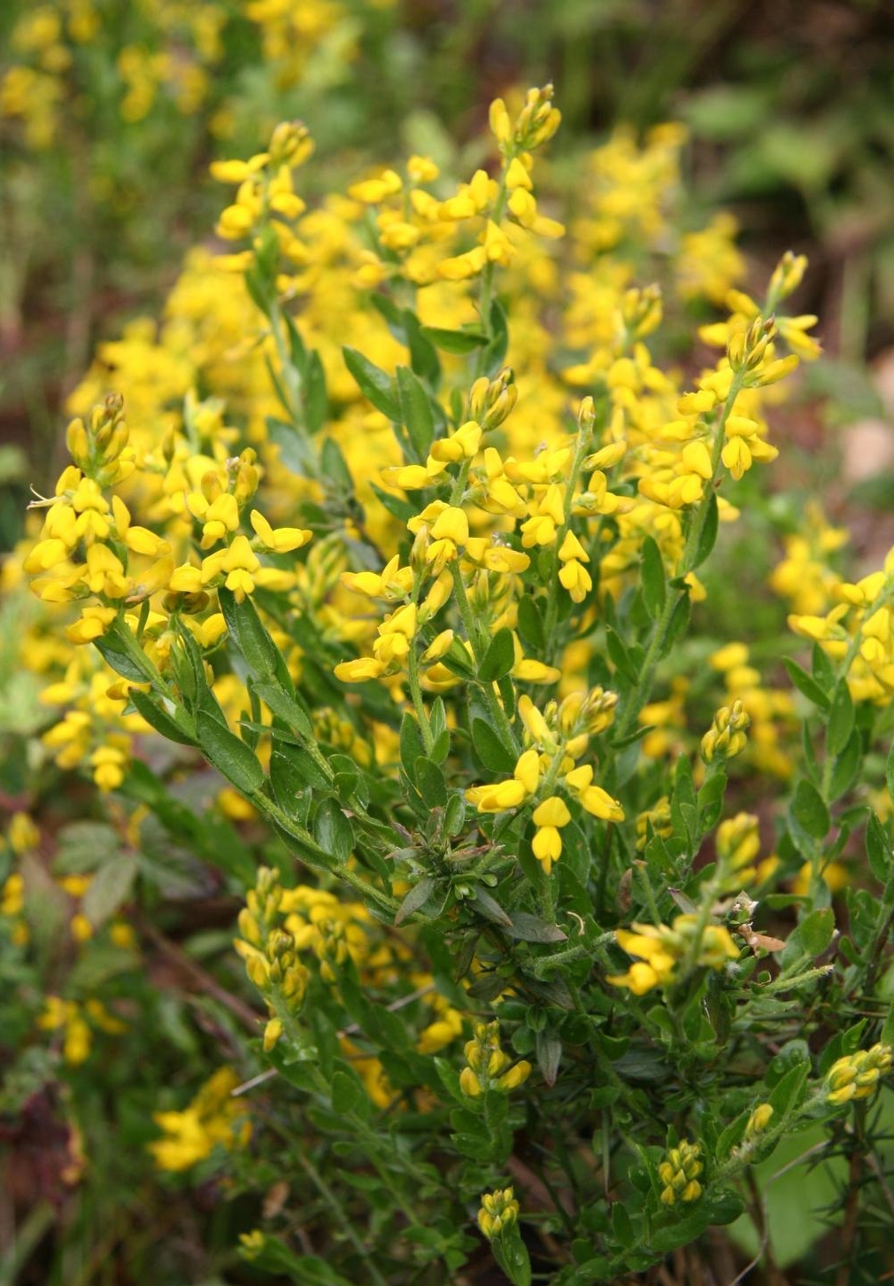 Genista