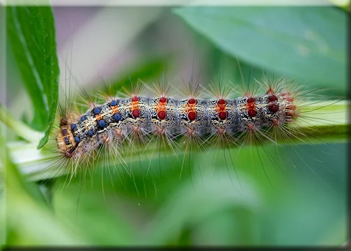 GM Larvae.jpg