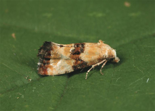 European Grape Berry Moth