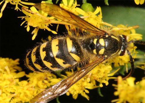 German Yellowjacket