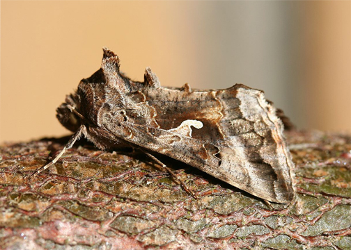 Silver Y Moth