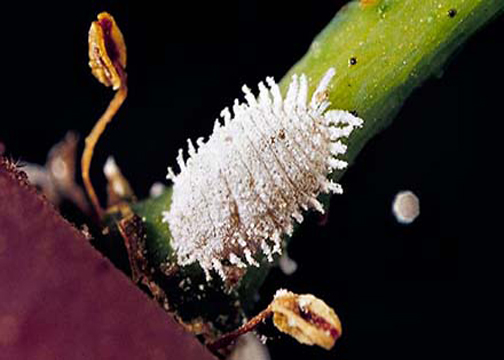 Vine Mealybug