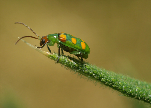 Cucurbit Beetle