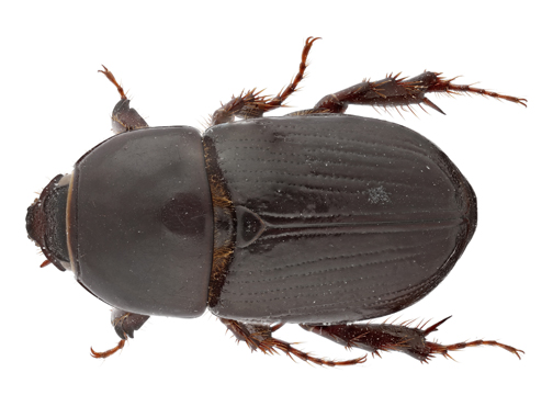 Black Maize Beetle