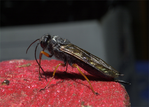 European Woodwasp