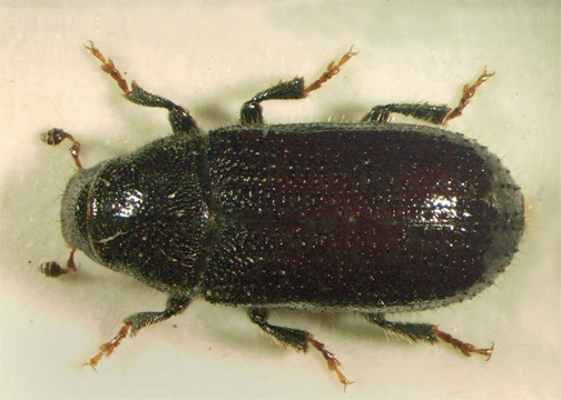 Pine Shoot Beetle