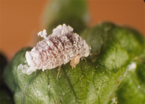 Pink Hibiscus Mealybug