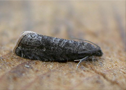 Plum Fruit Moth