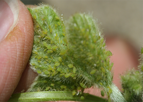 Soybean Aphid