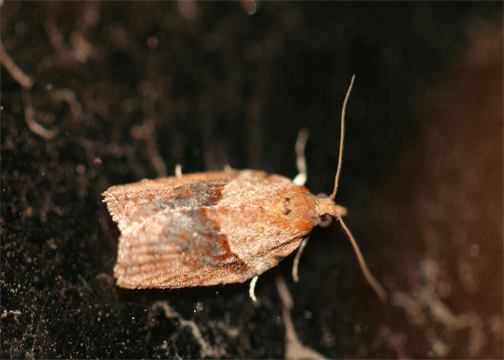 Light Brown Apple Moth