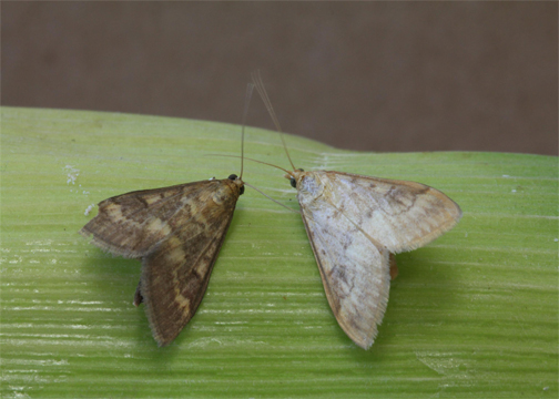 European Corn Borer