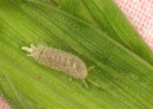 Haanchen Barley Mealybug