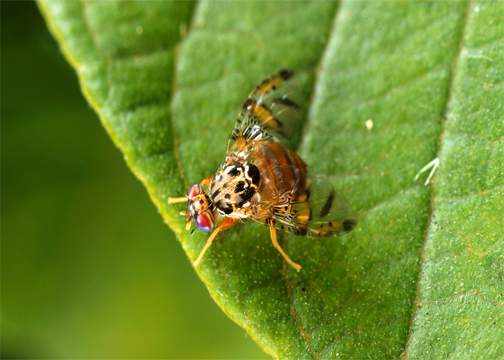 Mediterranean Fruit Fly