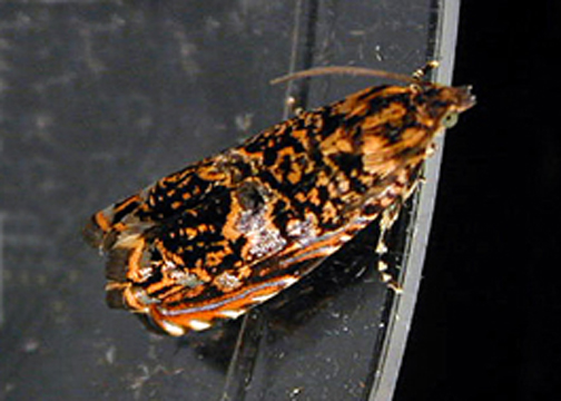 Cherry Bark Tortrix