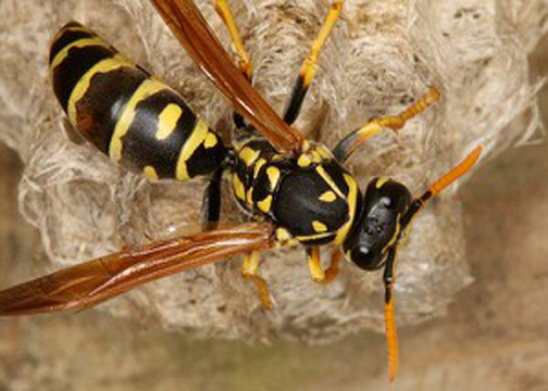 European Paper Wasp