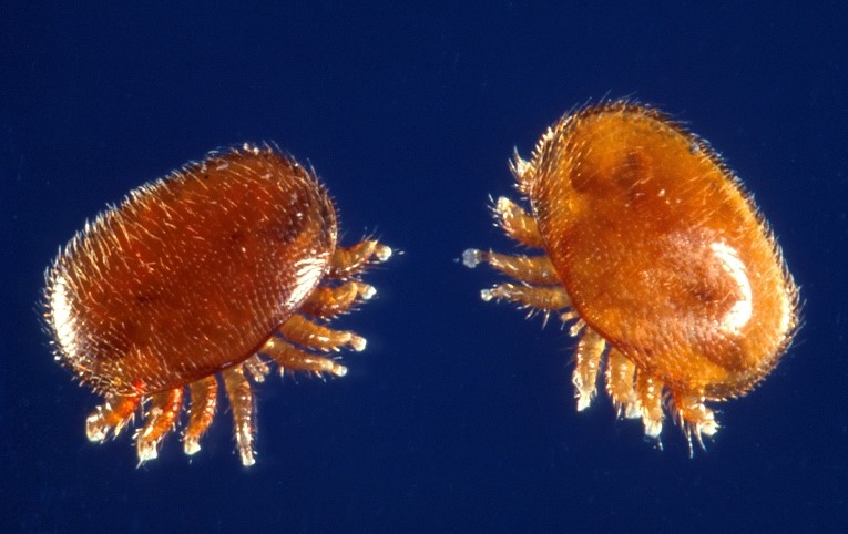 Varroa Mites