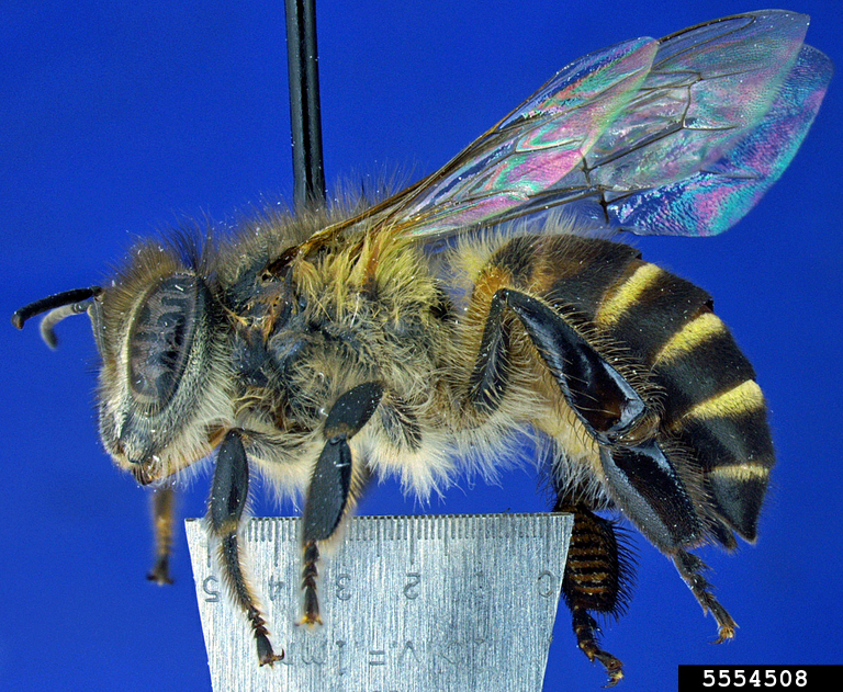 Asiatic Honey Bee