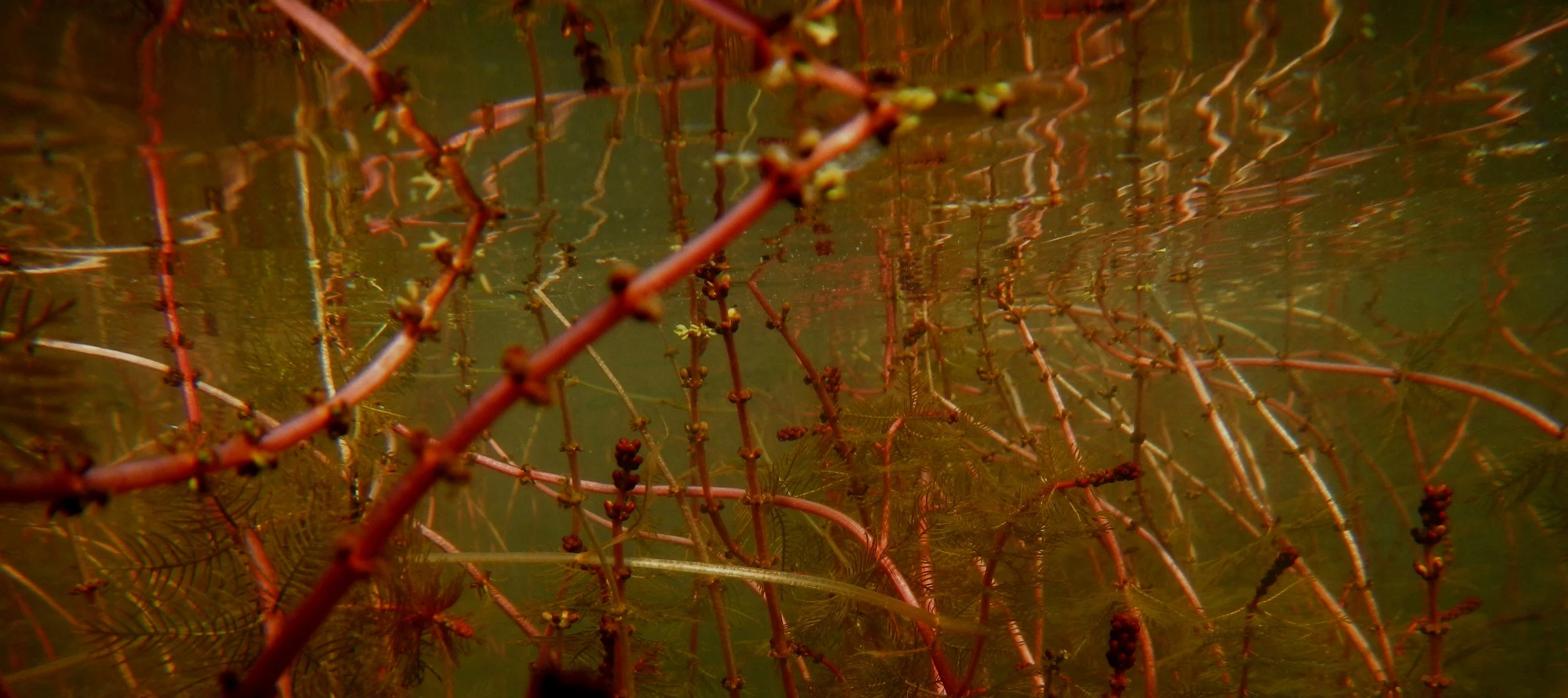 HaydenMilfoil2_July2018_RuthNevlin%252B%2525282%252529.jpg