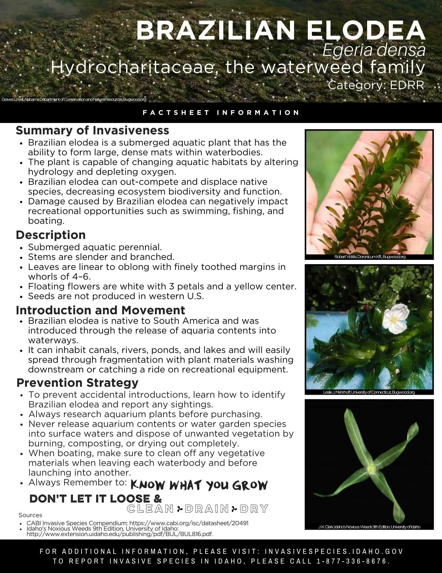 Brazilian_Elodea_Page_1.jpg