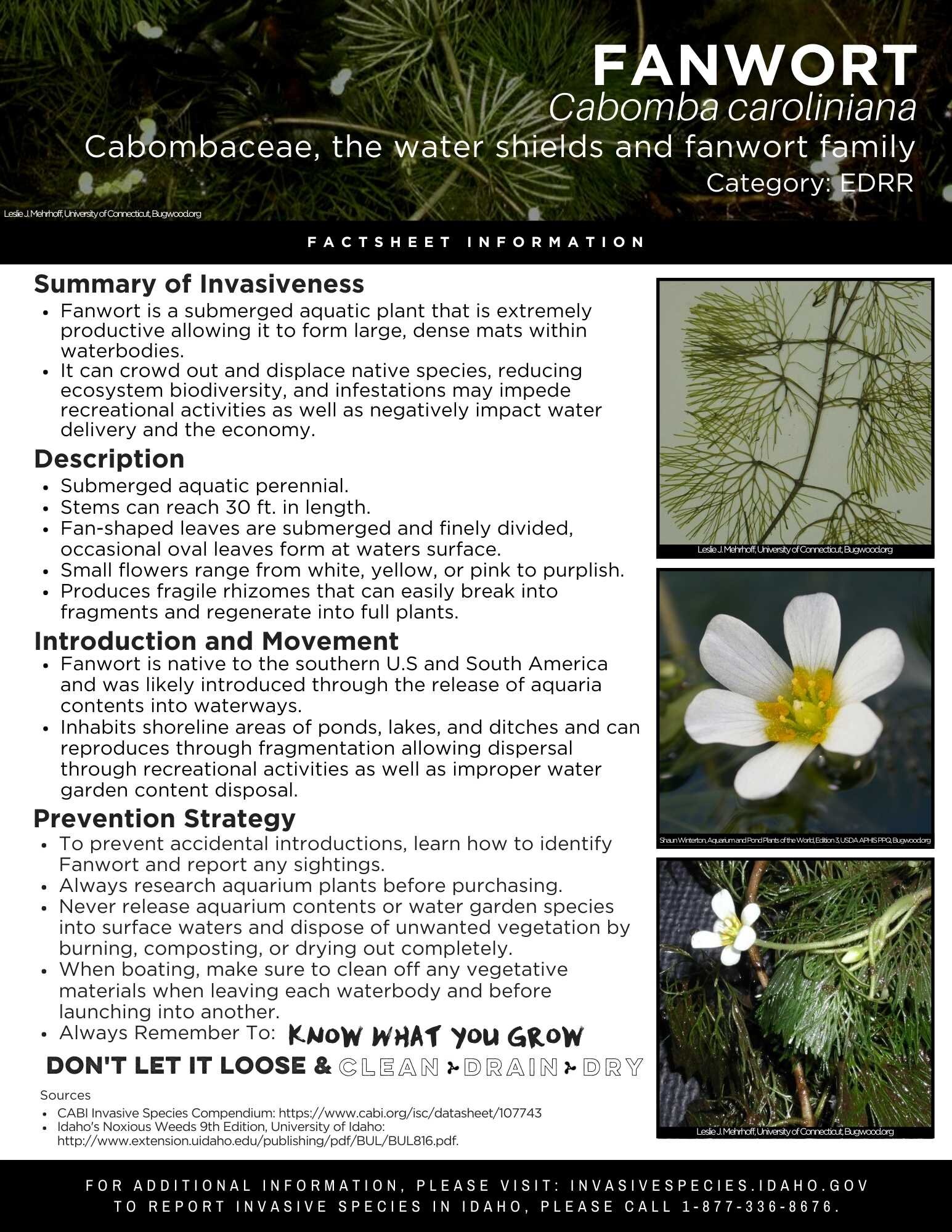 Fanwort.jpg
