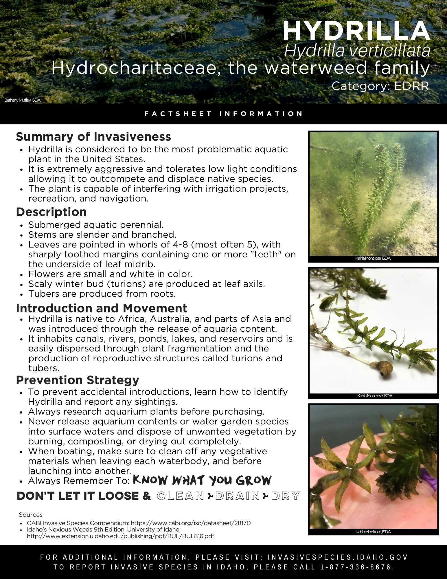 Hydrilla.jpg