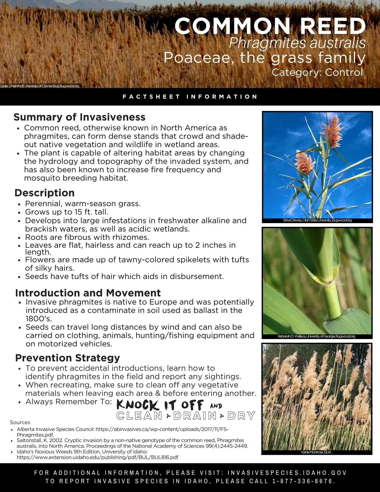 Phragmites.jpg