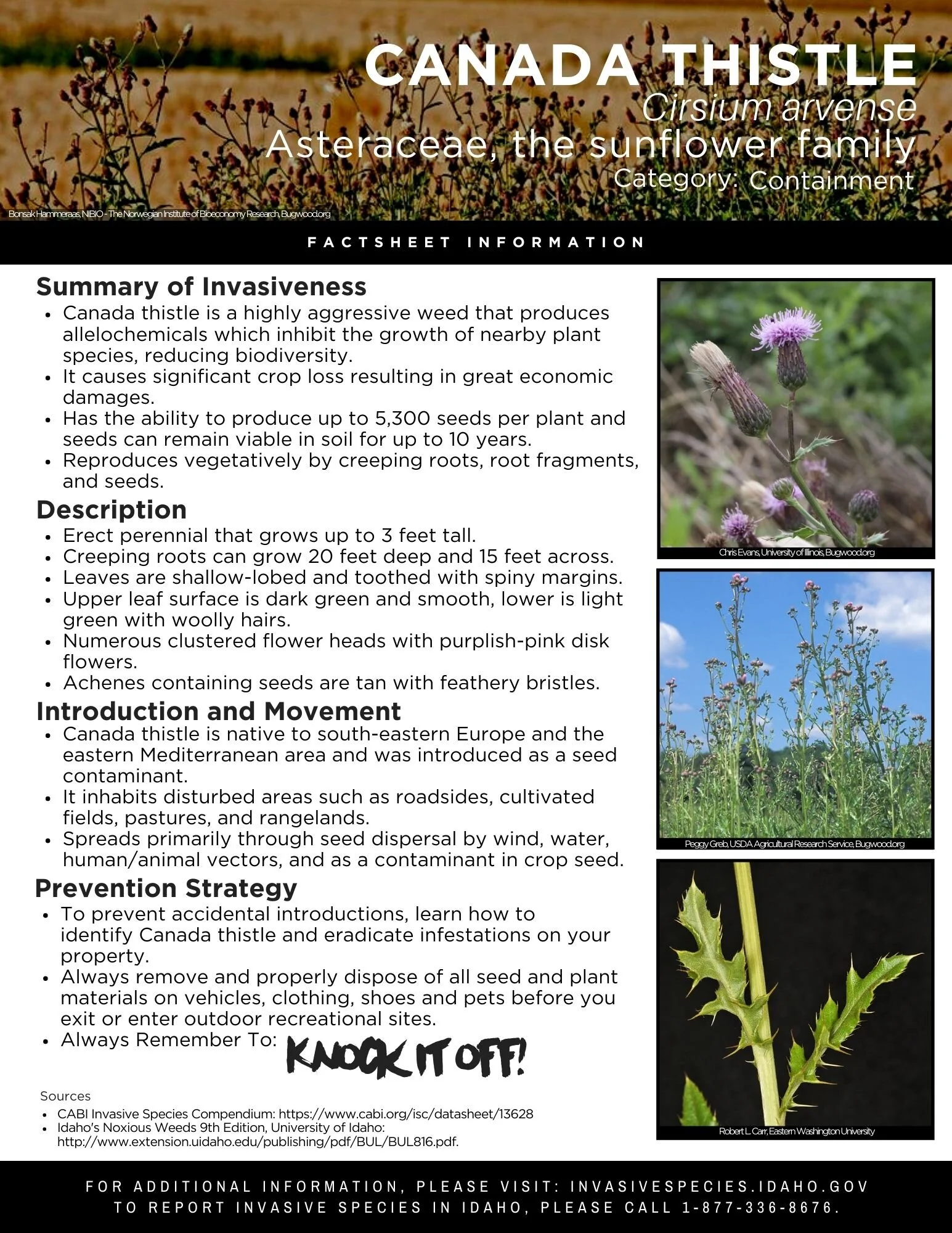 Canada Thistle.jpg