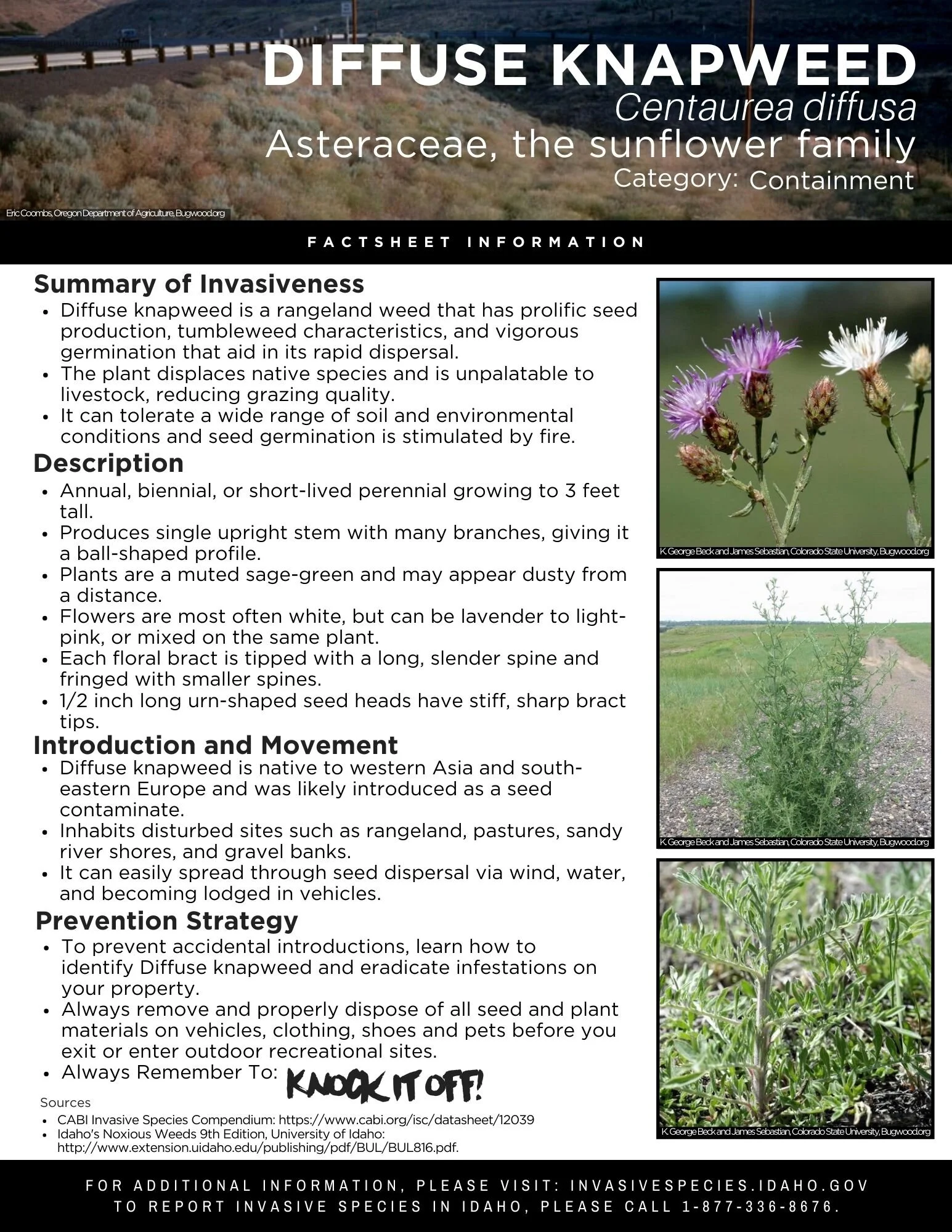 Diffuse Knapweed.jpg