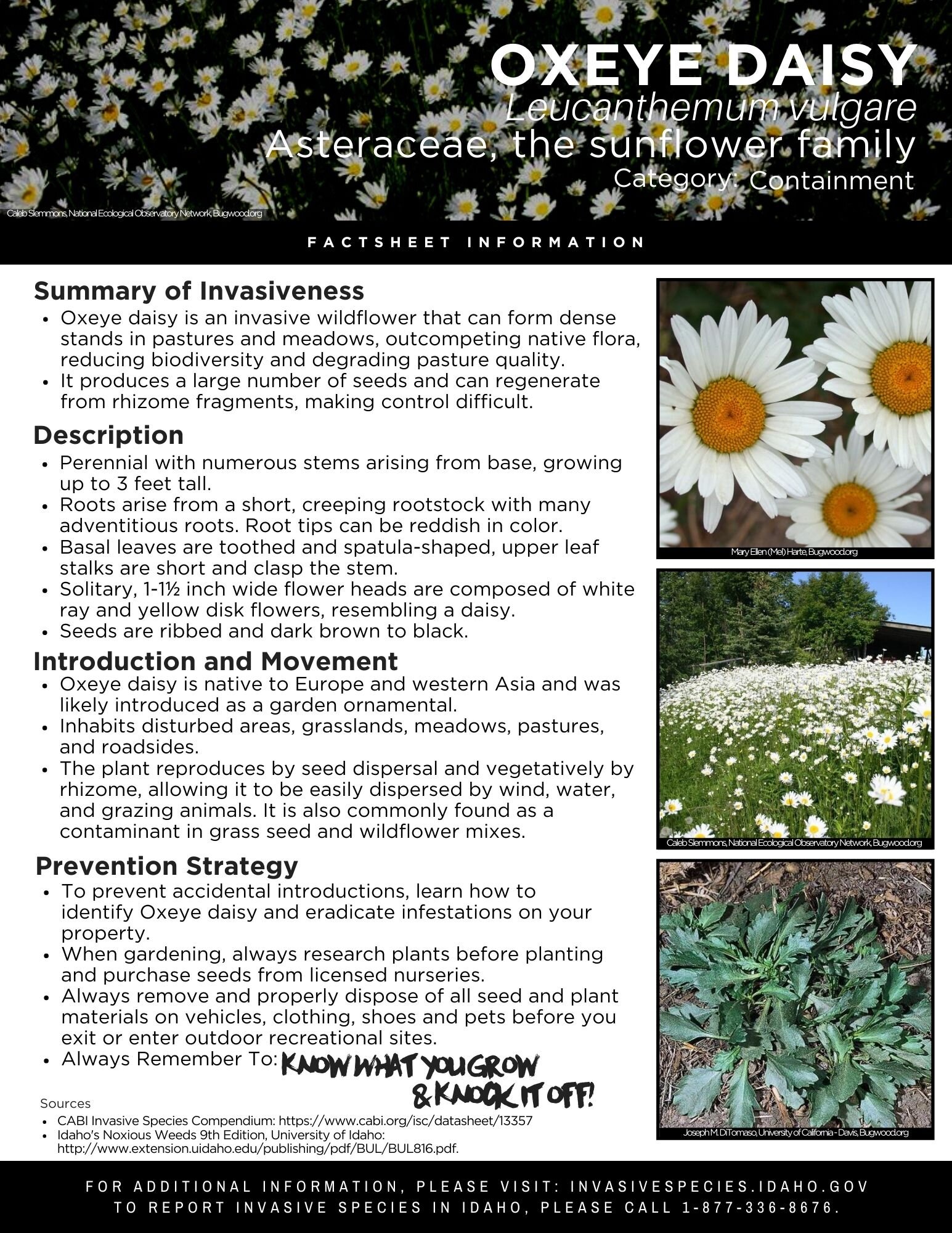 Daisy, Description, Types, Examples, & Facts