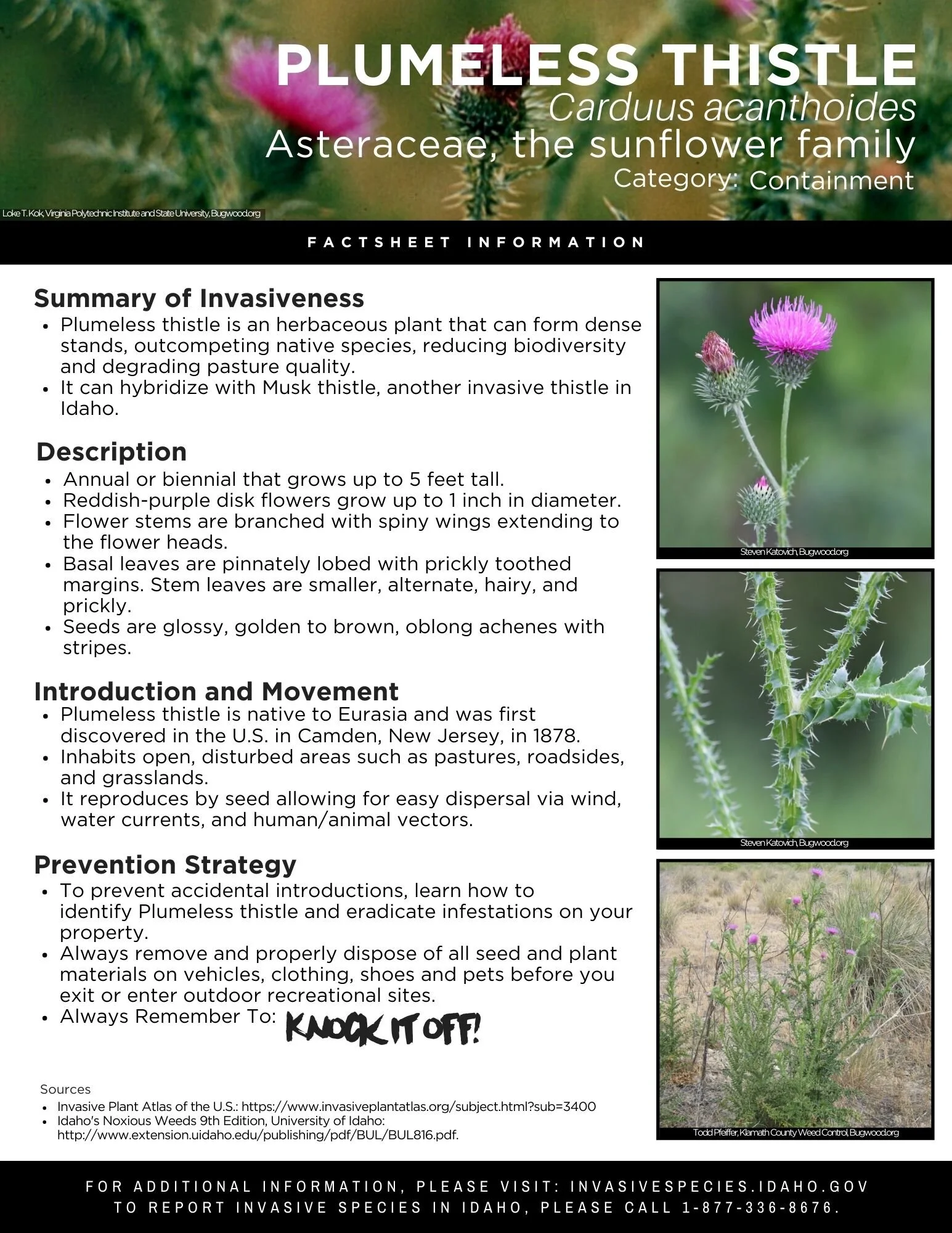 Plumeless Thistle.jpg