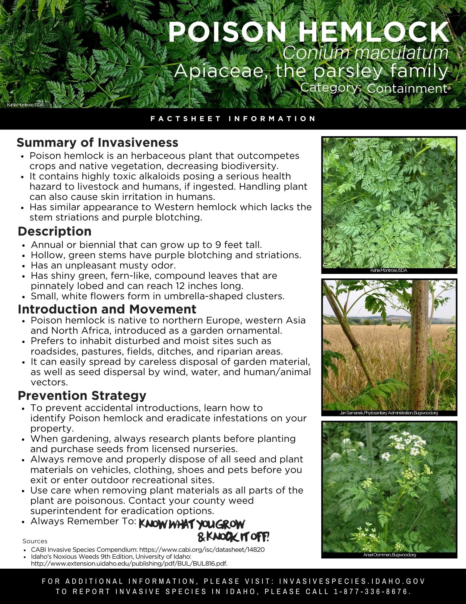 Poison Hemlock.jpg